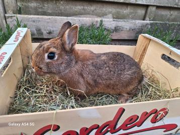 Kleurdwerg, Dieren en Toebehoren
