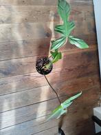 Philodendron florida green, Enlèvement