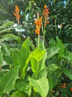 Canna's grote oranje canna indica, Jardin & Terrasse, Plantes | Jardin, Plein soleil, Enlèvement, Autres espèces, Été