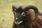 moutons de Soay, Schaap, Meerdere dieren