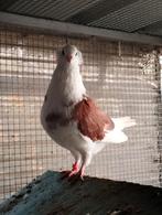 Sierduiven, Dieren en Toebehoren