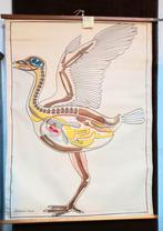 SCHOOLPLAAT biologie. N7. VERTEBRATA (Aves) vogel. Dr. Lips, Antiek en Kunst, Ophalen