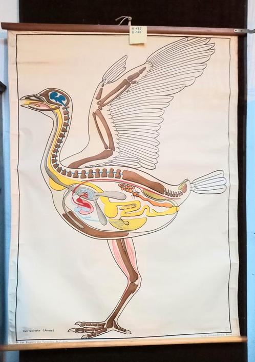 SCHOOLPLAAT biologie. N7. VERTEBRATA (Aves) vogel. Dr. Lips, Antiek en Kunst, Antiek | Schoolplaten, Ophalen
