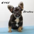 Franse Bulldog Fluffly "Brutus" opzoek naar een warme thuis, Dieren en Toebehoren, 15 weken tot 1 jaar, Buitenland, CDV (hondenziekte)