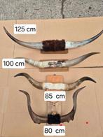 Lot van  4 grote horens koe ea   zeer decoratief, Ophalen