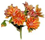 Zaden Lewisia  mix oogst 2024 Prijs, Tuin en Terras, Ophalen of Verzenden