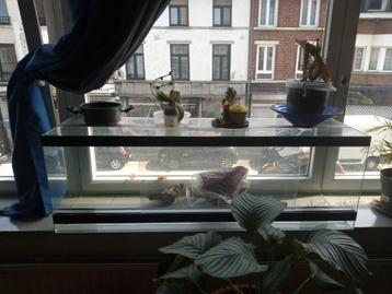 Vivarium, Enlèvement
