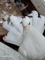 Sierduiven, Dieren en Toebehoren, Vogels | Duiven, Vrouwelijk, Overige soorten