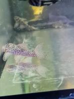 L136 a-b-c, Dieren en Toebehoren, Vissen | Aquariumvissen