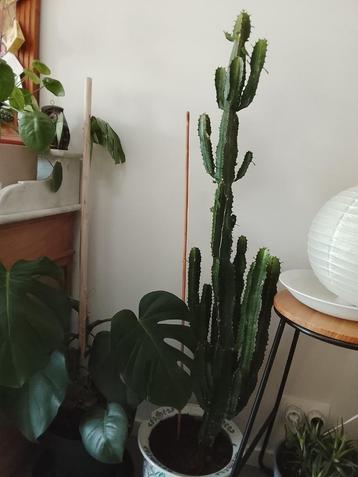 Cactus, En pot, Plein soleil, Enlèvement, Cactus
