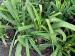 Hemerocallis / Daglelies, Jardin & Terrasse, Plantes | Jardin, Enlèvement