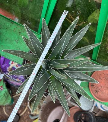 Agave Victoriar-Reginae beschikbaar voor biedingen