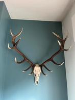 Schedel, gewei, hert, 14ender, taxidermie, jacht, Ophalen