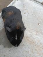 Zwart bruin cavia beer, Dieren en Toebehoren, Cavia, Mannelijk, November, Tam