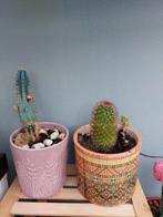 cactussen, Ophalen