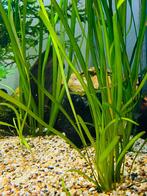 Vallisneria lange groene aquariumplanten