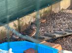 2 jonge mandarijneenden( hanen), Dieren en Toebehoren, Pluimvee