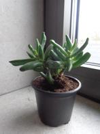 Kamerplant - Crassula Horn tree - vetplant, Maison & Meubles, Plantes d'intérieur, Enlèvement, Plante succulente