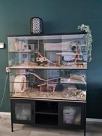 Glazen chinchilla villa 120x50x120, Dieren en Toebehoren, Kooi, 110 cm of meer, Nieuw, Ophalen of Verzenden