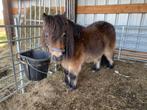 Shetlander, Gechipt, Ruin, Zadelmak, 11 jaar of ouder
