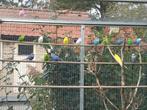 Grasparkieten, Dieren en Toebehoren, Parkiet
