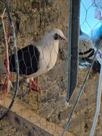 Duiven, Dieren en Toebehoren