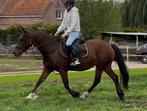Leuke 12 jarige recreatie d pony VANDAAG OPHALEN, Dieren en Toebehoren, Paarden