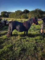 Drachtige shetland merrie, Dieren en Toebehoren, Ophalen, Zo goed als nieuw