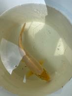 Koi, Karper of Koi