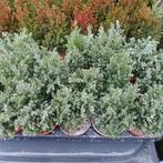 Lot de 100 petits sapins en pots, Tuin en Terras, Planten | Tuinplanten, Ophalen