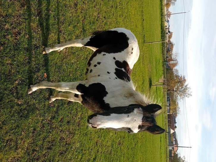 Painthorse hengstenveulen, Dieren en Toebehoren, Paarden, Hengst, Onbeleerd, Minder dan 160 cm, 0 tot 2 jaar, Westernpaard, Met stamboom