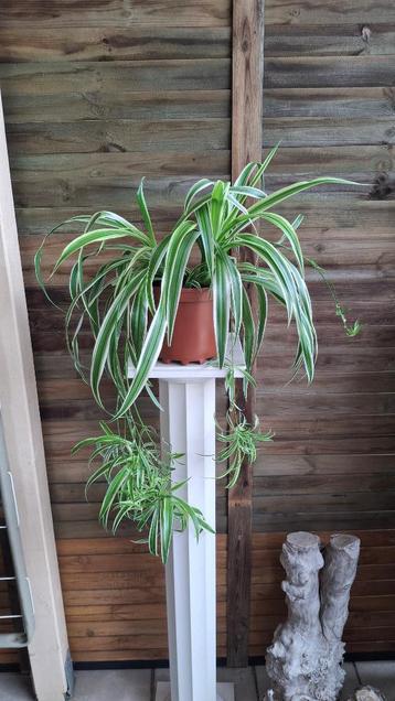 Chlorophytum comosum. beschikbaar voor biedingen