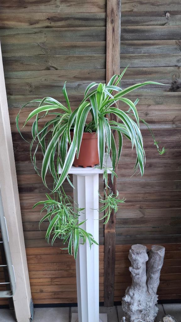 Chlorophytum comosum., Huis en Inrichting, Kamerplanten, Groene kamerplant, Halfschaduw, Ophalen