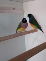 Koppel gouldamadine