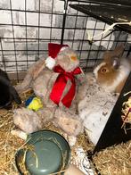 2 tammen konijntjes, Dieren en Toebehoren, Meerdere dieren, Klein, Hangoor, 0 tot 2 jaar