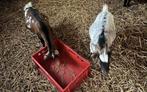 4 prachtige drachtige dwerggeitjes, Dieren en Toebehoren, Schapen, Geiten en Varkens, Vrouwelijk, Geit, 0 tot 2 jaar