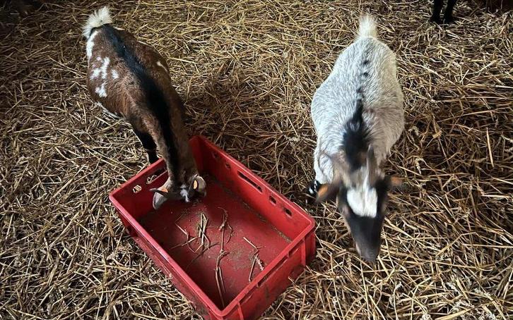 4 prachtige drachtige dwerggeitjes, Dieren en Toebehoren, Schapen, Geiten en Varkens, Geit, Vrouwelijk, 0 tot 2 jaar