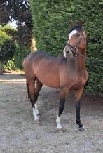 Super leuke allrounder te koop met stamboom, Ruin, L, Gechipt, 7 tot 10 jaar