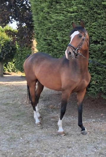 Un appareil polyvalent super amusant à vendre avec un arbre, Hongre, L, Vermifugé, 7 à 10 ans