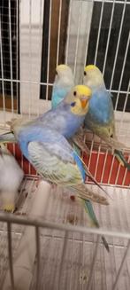 Mooie regenboog grasparkieten, Dieren en Toebehoren, Geringd