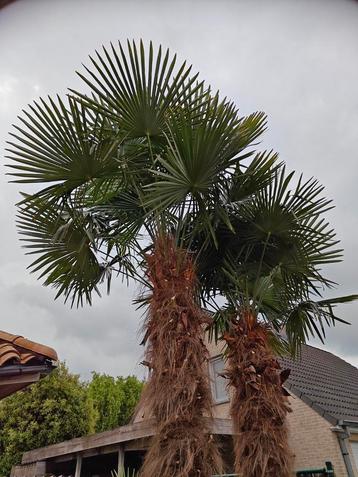 Palmbomen trachycarpus fortunei scheutjes 1 euro