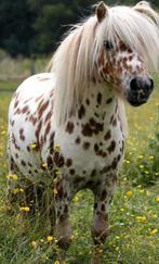 Gezocht shetlanders/shetland ponys, Dieren en Toebehoren