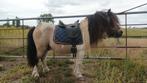 Shetlandpony hengst, Gechipt, 11 jaar of ouder, Recreatiepony, Zadelmak