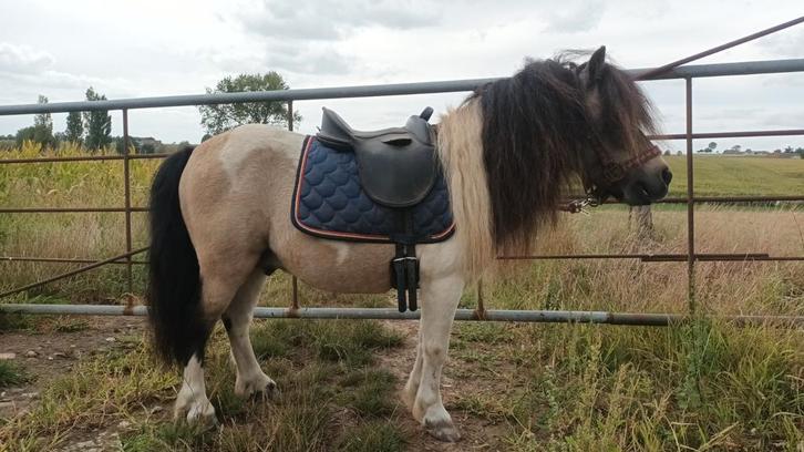 Shetlandpony hengst, Dieren en Toebehoren, Pony's, Hengst, Zadelmak, Recreatiepony, 11 jaar of ouder, Gechipt, Ontwormd, Ingeënt
