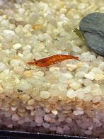 Rode neocaridina vuurgarnalen