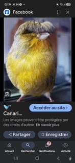 Recherche canari gloster et ou frisé, Mâle, Canari de couleur