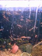 aquariums, Dieren en Toebehoren, Vis, Zoetwatervis