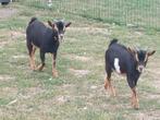 Black and tan bokjes., Dieren en Toebehoren, Mannelijk, Geit, 0 tot 2 jaar