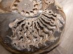 Ammonietskelet: reusachtig, kristalfossiel weekdier  27 cm, Verzamelen, Mineralen en Fossielen, Verzenden, Fossiel