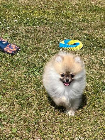 Keeshondjes / duitse spitz / loulou pomerian beschikbaar voor biedingen